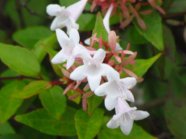 flower-image